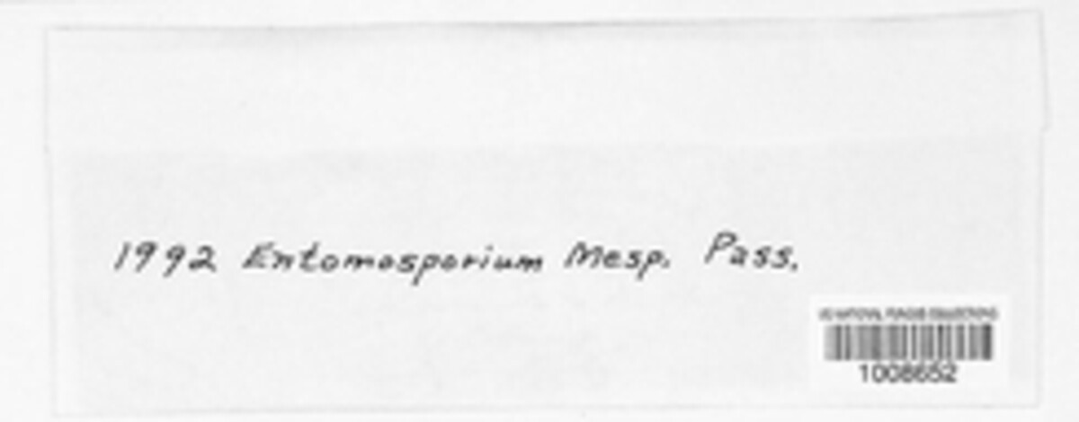 Diplocarpon mespili image